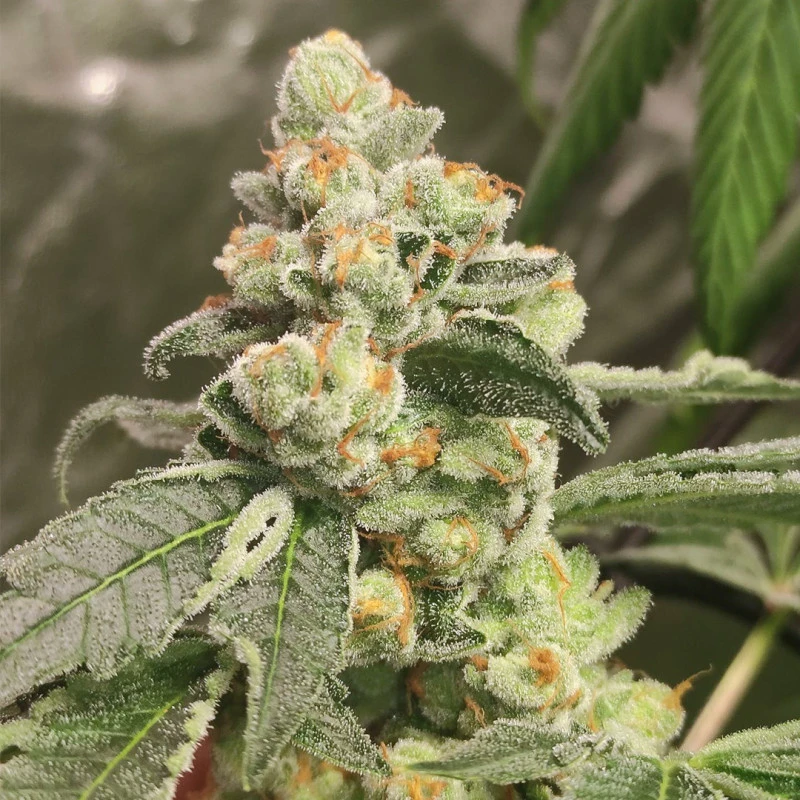 Cannabissamen Green Papaya feminisiert für Indoor und Outdoor